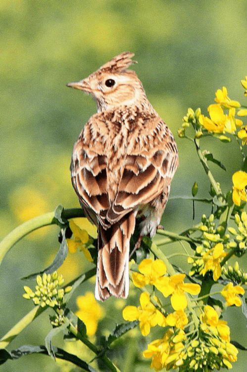 五颜六色的星木兰与云雀之心