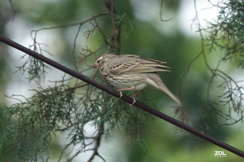 云雀与乌鸫 天空的两位歌者