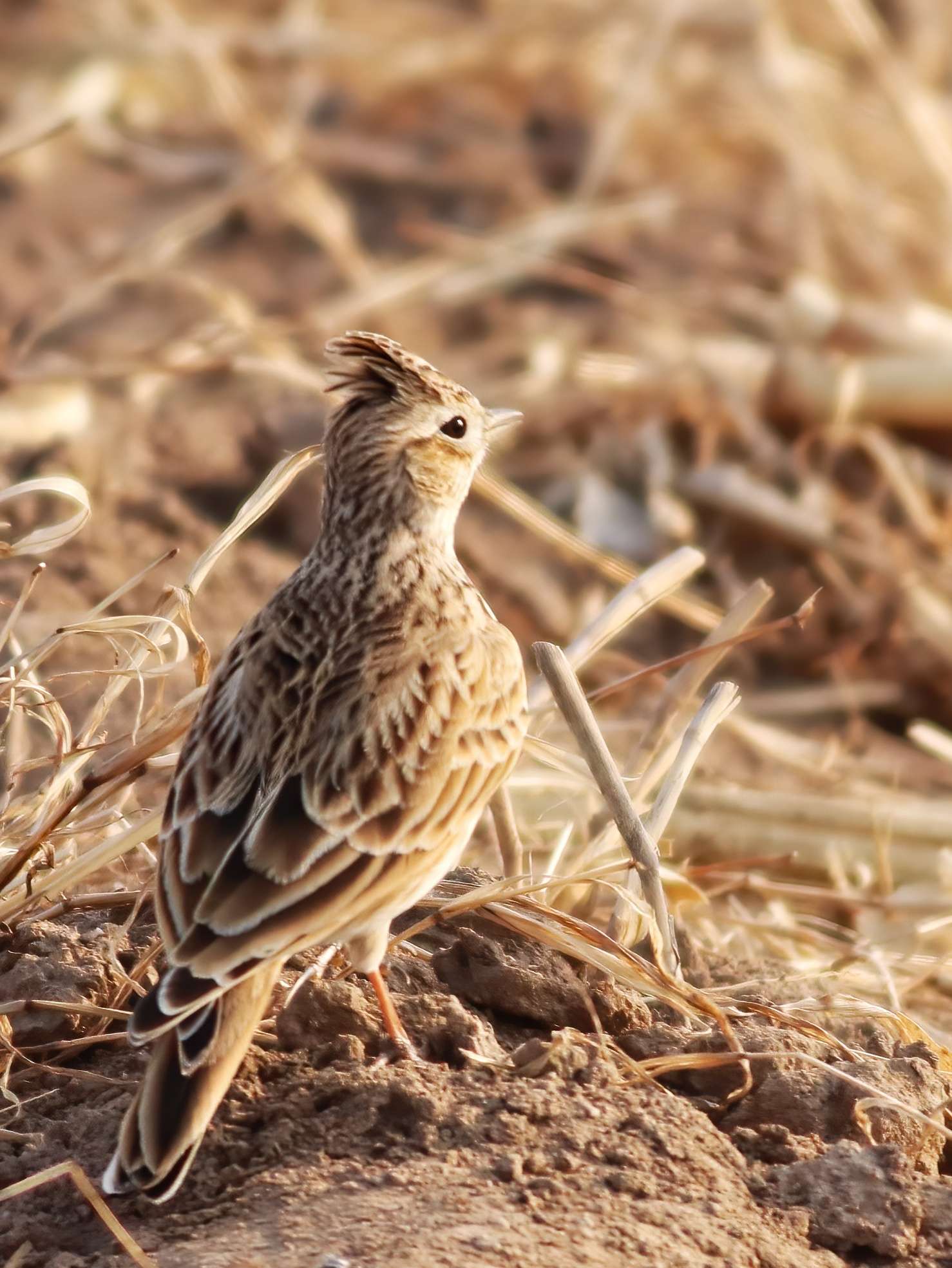 云雀 翱翔于2020天空的精灵